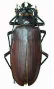molbiol.ru Belison