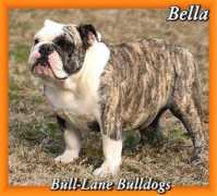 Bellaa