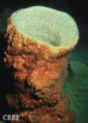 coralreefresearchfoundation.org Bellae