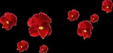 blog.libero.it Bellanima