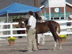 sportingchancefarm.com Bellara
