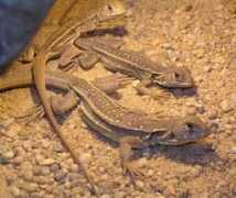 reptarium.cz Belliana