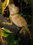 Bellii