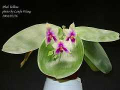orchid.url.tw Bellina