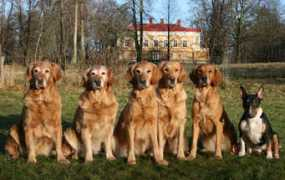 Bellix