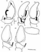 Bellus