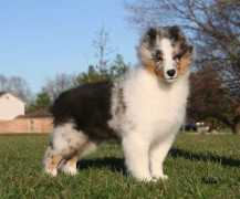 belmarkshelties.com Belmark