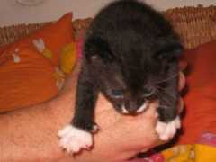 Beloua
