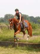 hippologi.com Beltino