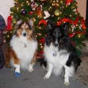 triangleshelties.com Belvin