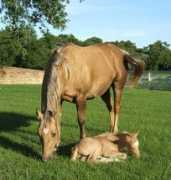 lbrtexas.com Bemer