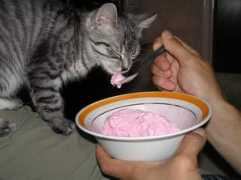 thecuteproject.com Bemka