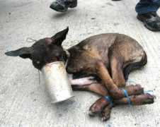 animalkingdomfoundation.org Benaran
