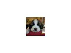 pupcity.com Benards