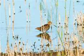 rspb.org.uk Benarth