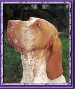 delorkennel.com Benasso