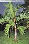 rarepalmseeds.com Bencon
