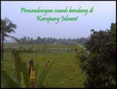 Bendang