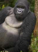 allposters.cz Bendjebar