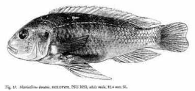 malawicichlids.com Benetos