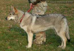galerie.cswolfdog.cz Benetta