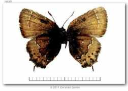 butterfliesofamerica.com Beneway