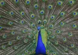 Bengry