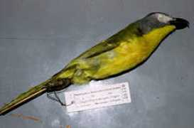 Benguella