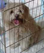 Bengy
