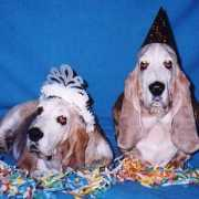 petreader.com Beniak