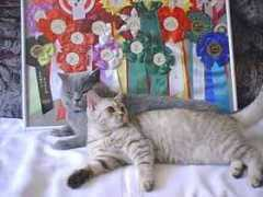 supercats.ru Beniam
