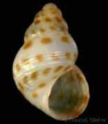 gastropods.com Beniamina