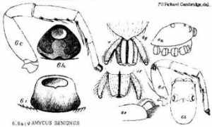 salticidae.org Benignus