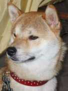 Benii