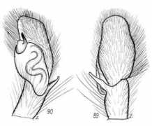 salticidae.org Benjar