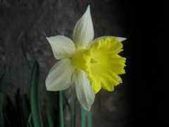 Benoot