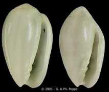 gastropods.com Bensoni