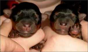 yorkshire-terrier-journal.de Benuar