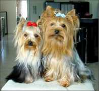 yorkshire-terrier-journal.de Benuar