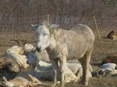 zoelagatta.corrieredelveneto.corriere.it Beppa