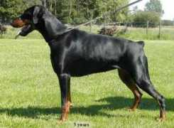 dobermann-review.com Berenike