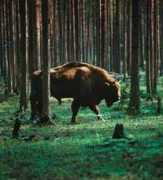 jagdtouren.de Beresinski