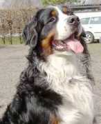 Berfan