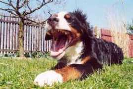 Berfan