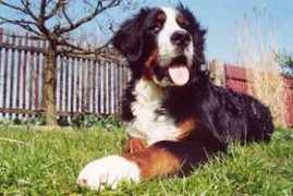 Berfan