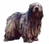 Bergamasco