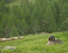 Bergamasco