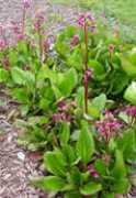 hort.cornell.edu Berginia