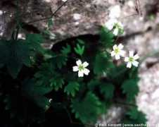 saxifraga.org Berica