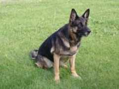 hundhalsan.se Beriva